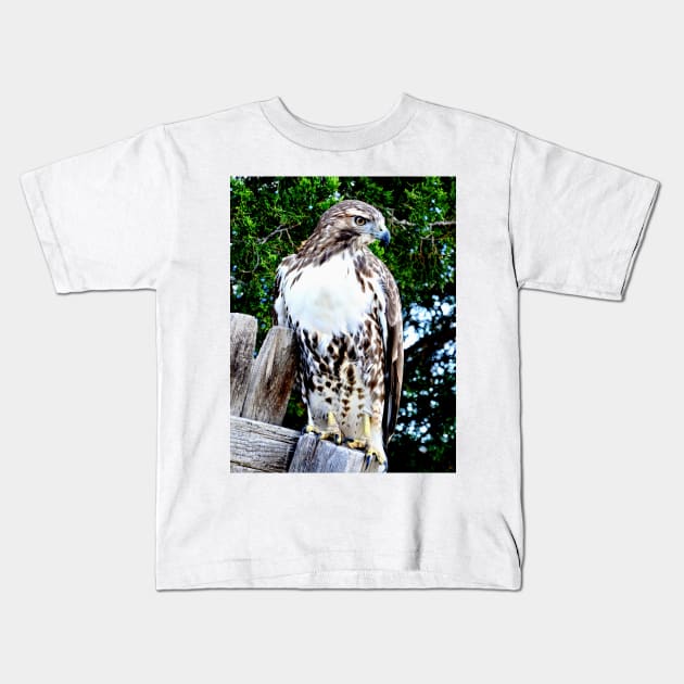 Red Tailed Hawk Kids T-Shirt by Scubagirlamy